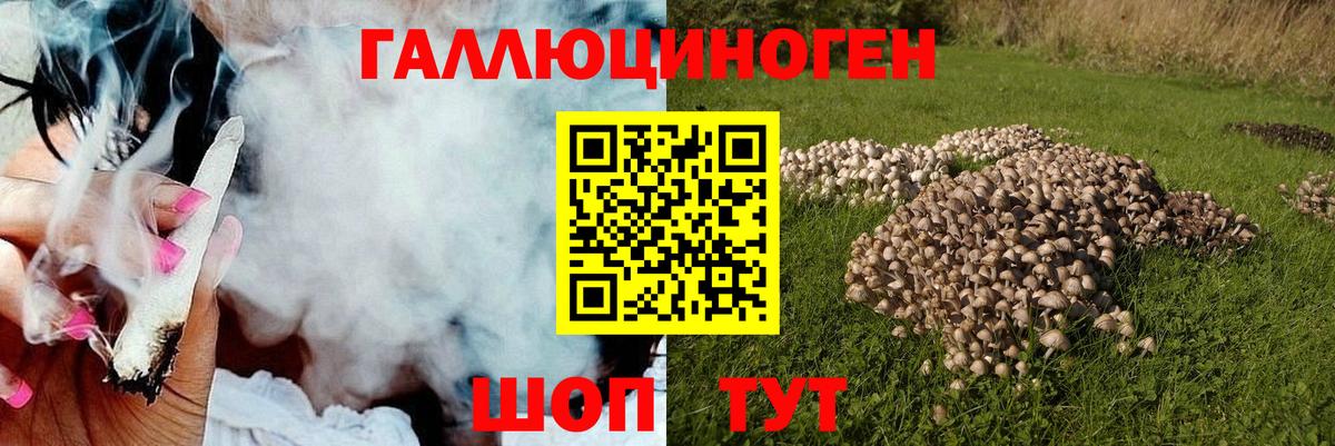 Галлюциногенные грибы Psilocybine cubensis Городец